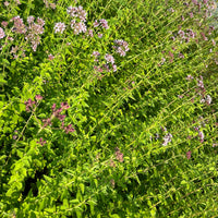 Italian Oregano