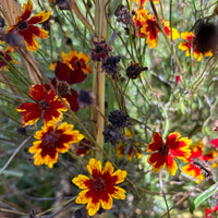 Dyer's Coreopsis