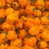 Scotch Bonnet