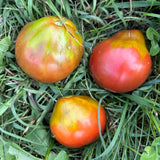 Japanese Black Trifele