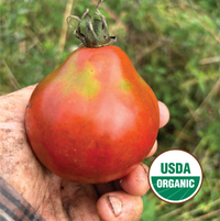 しとみ子M&Mソマシードリンク 2026 Seeds – North Circle Seeds