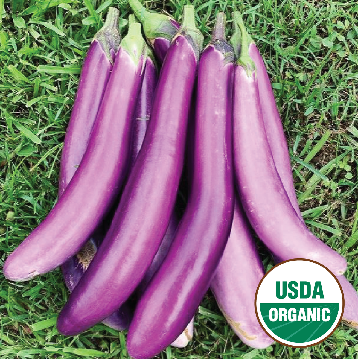 North Circle Seeds Ping Tung Long