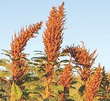 Goldern Amaranth