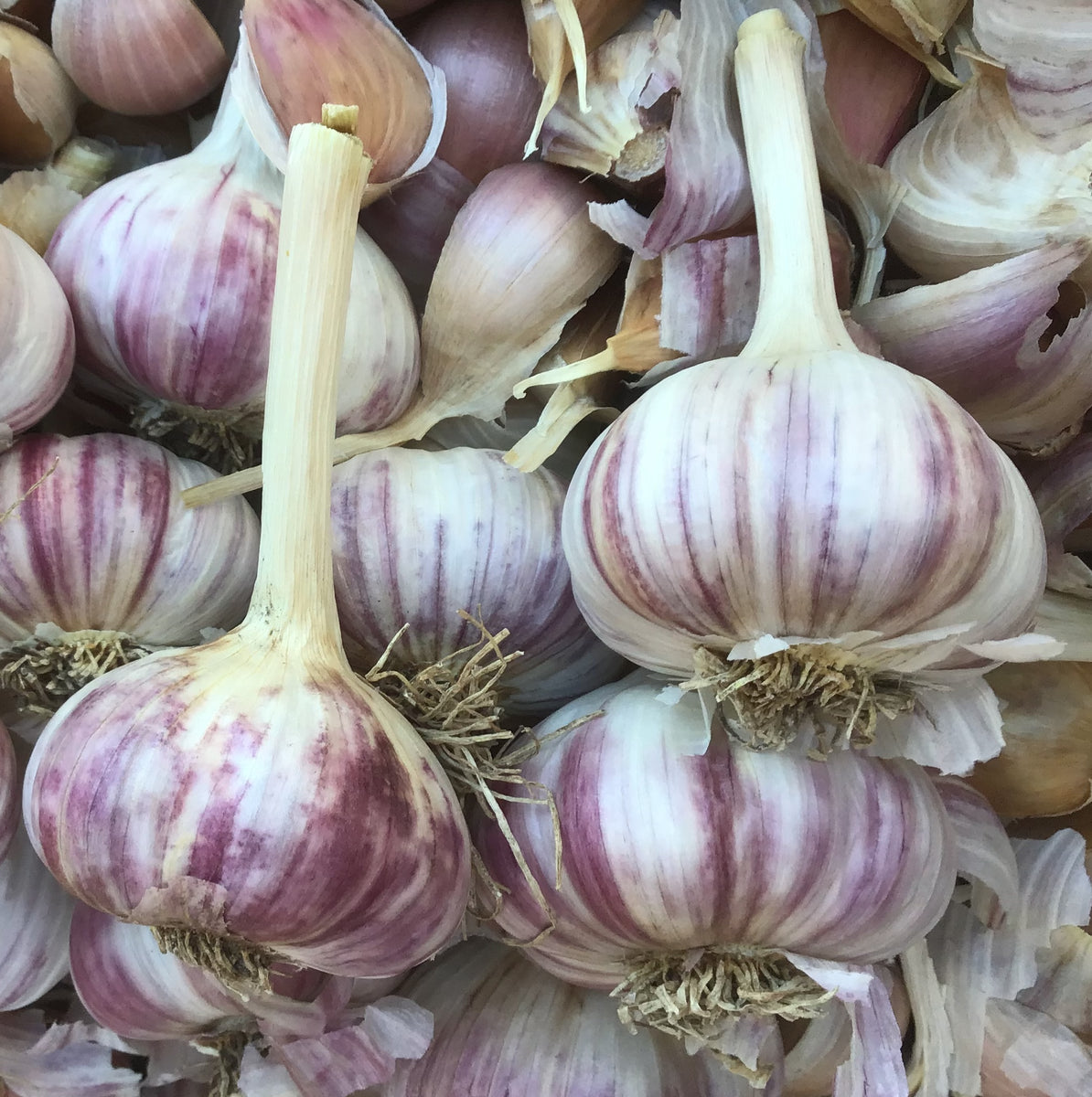 Russian Red – North Circle Seeds