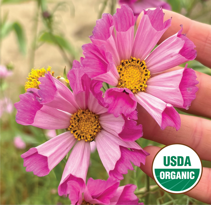 Sea Shells Cosmos – North Circle Seeds