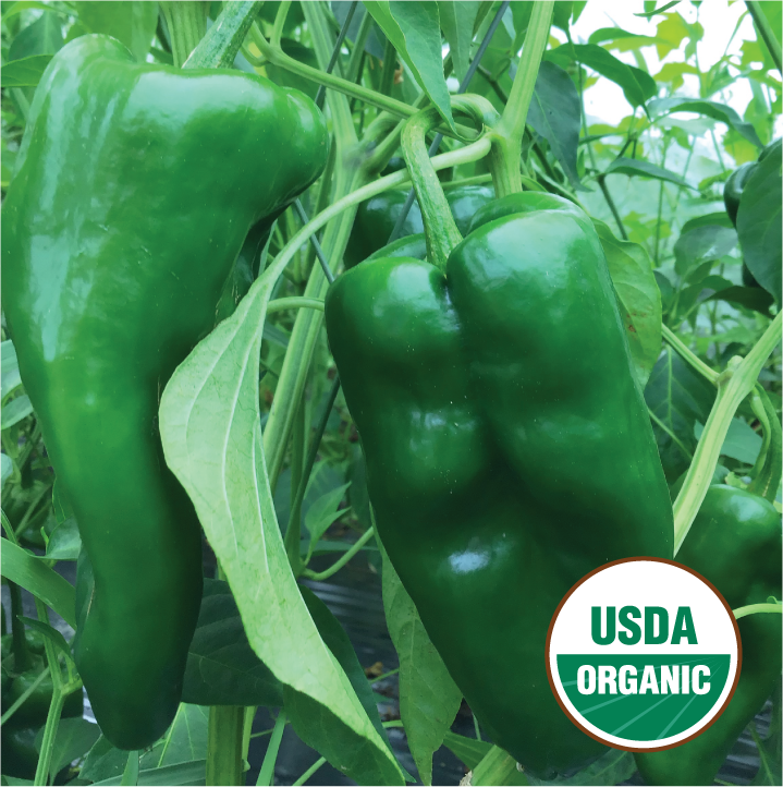 Ancho Poblano Hot Pepper