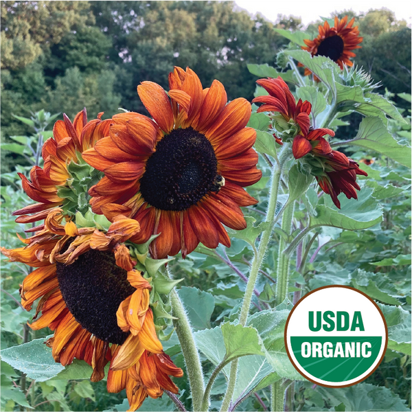 planting autumn beauty sunflower seeds Autumn Beauty Sunflower – North Circle Seeds