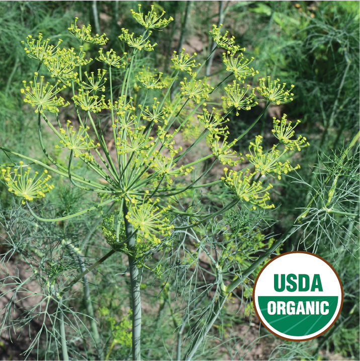 Bouquet Dill North Circle Seeds
