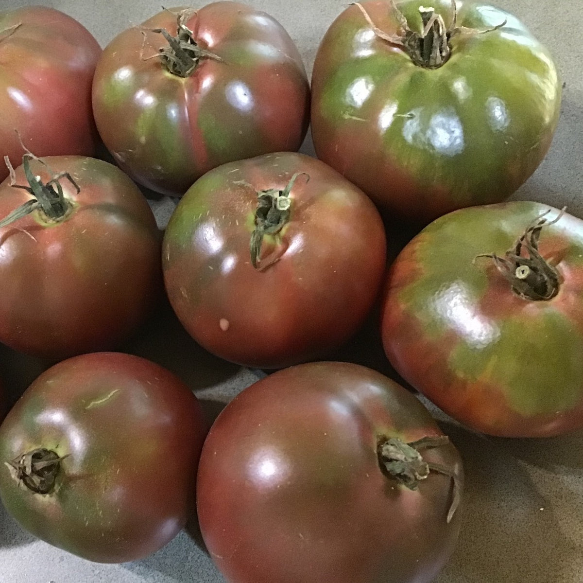Gypsy – North Circle Seeds