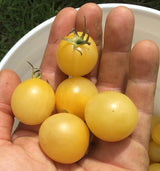 White Cherry Tomato