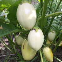 Simeon's White Eggplant