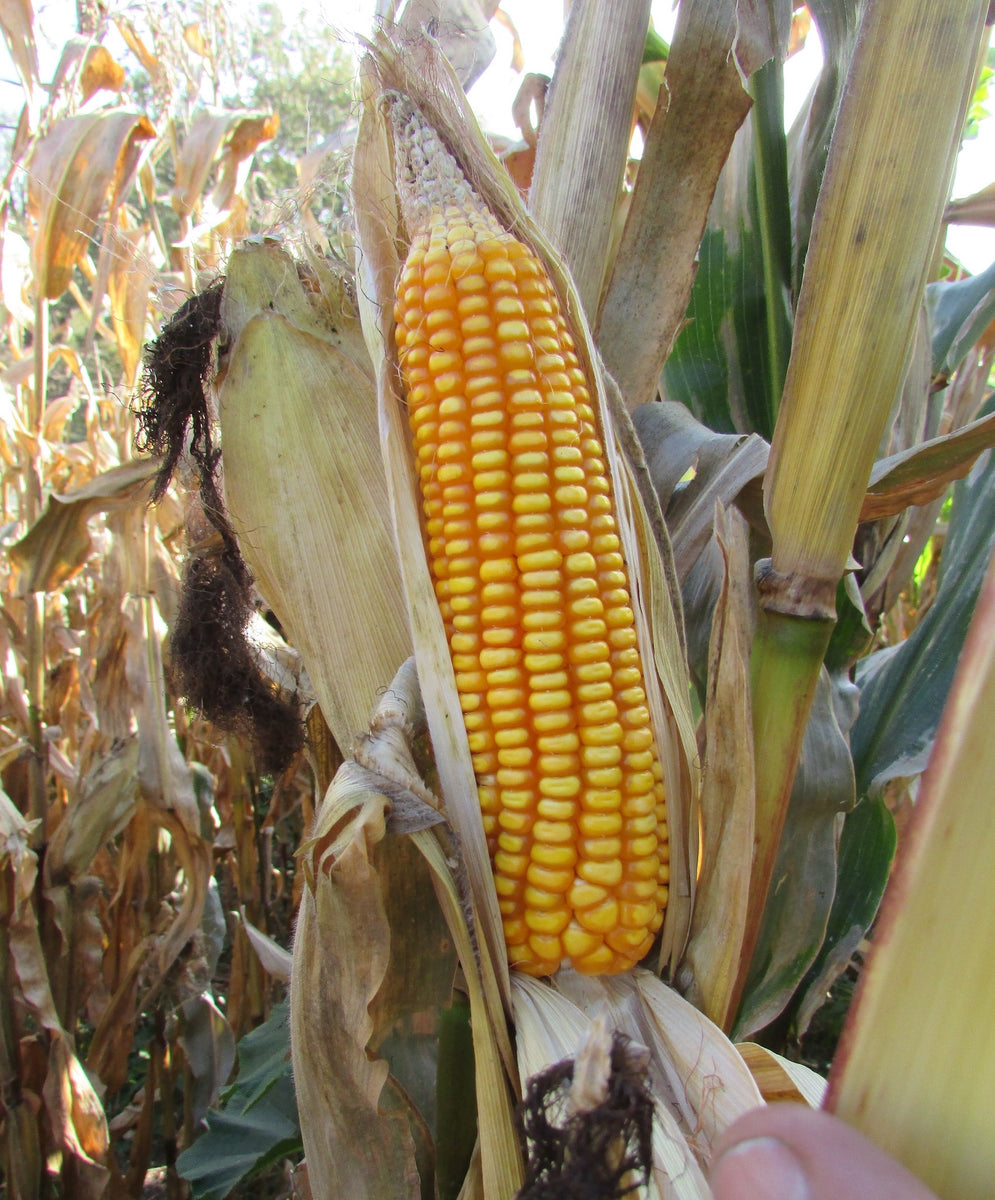 Orange Color Corn Orange Corn Blend – North Circle Seeds