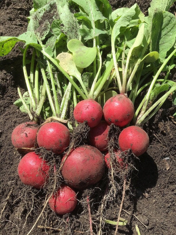 planting cherry belle radish seeds Cherry Belle