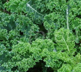 North Curly Kale 'Blend'