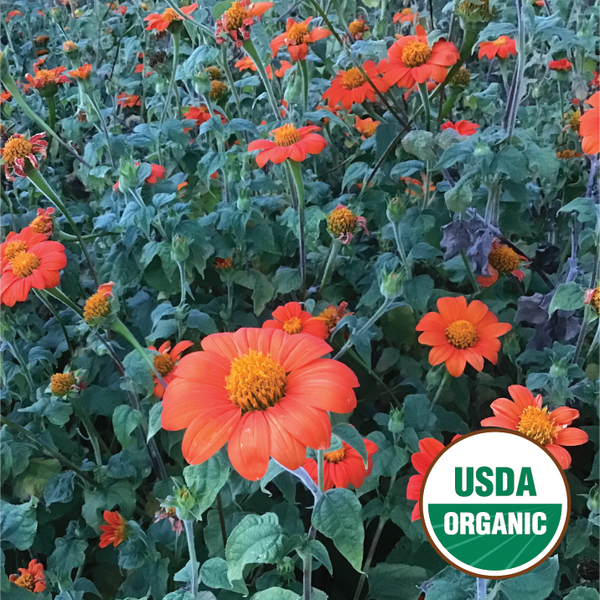 Tithonia - Mexican Sunflower