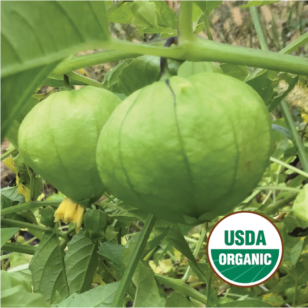 Verde Tomatillo