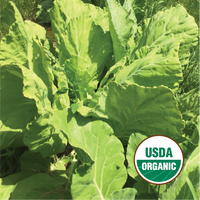burgess seed & plant co bloomington il Burgess Buttercup – North Circle Seeds