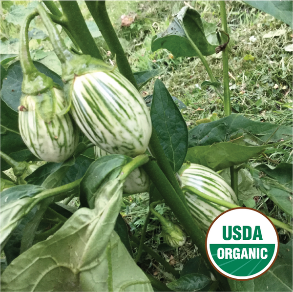 Zebra Eggplant