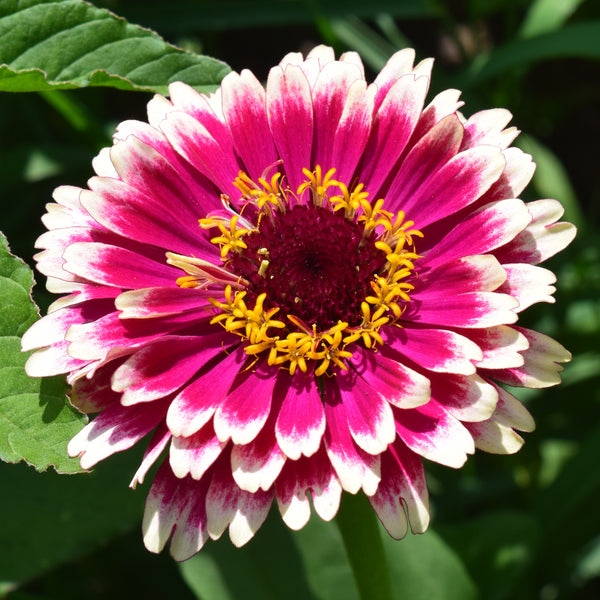 Whirlygig Zinnia – North Circle Seeds